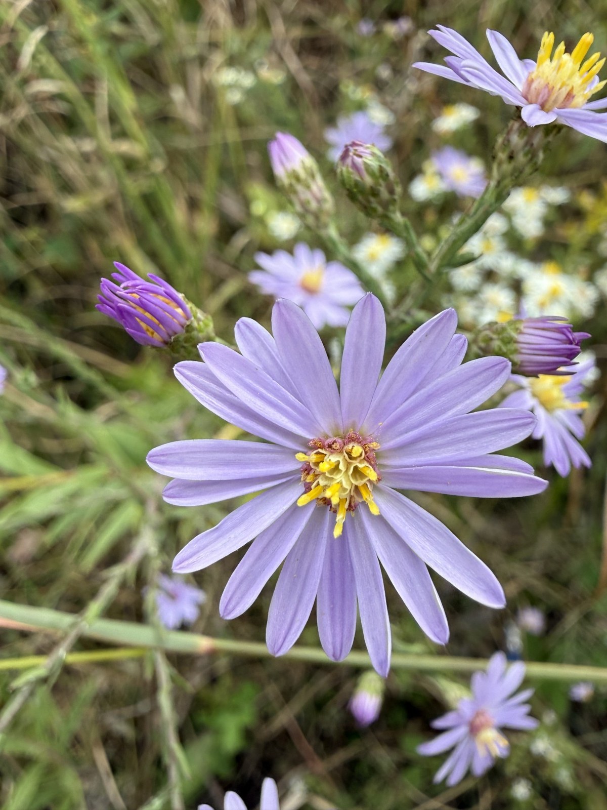 Purple asters growing in the Flint Hills
